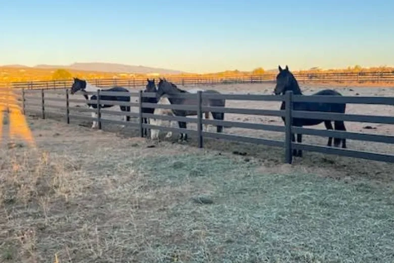 Buckley Fence